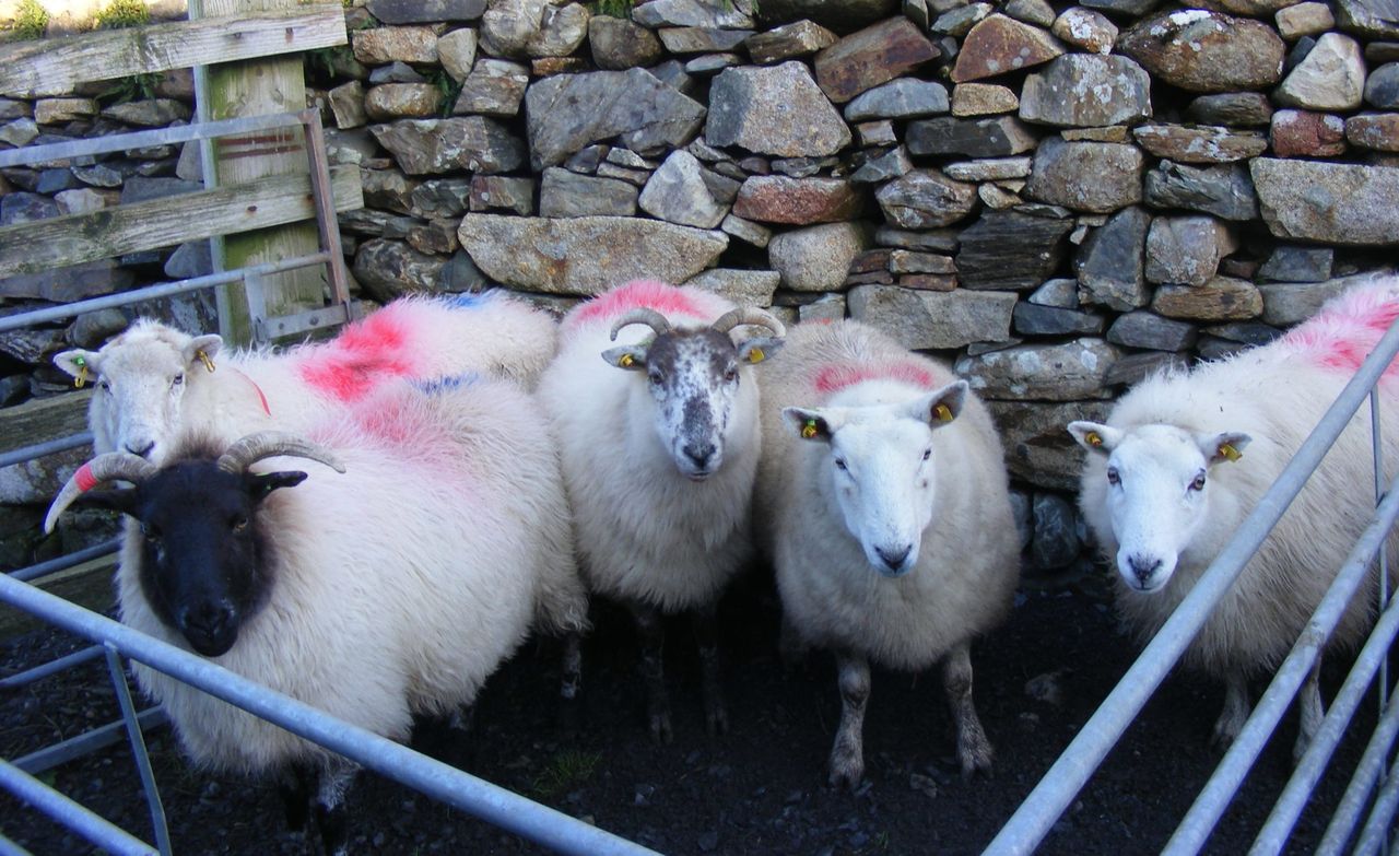 Cladoir Sheep Conservation Project launched in Connemara