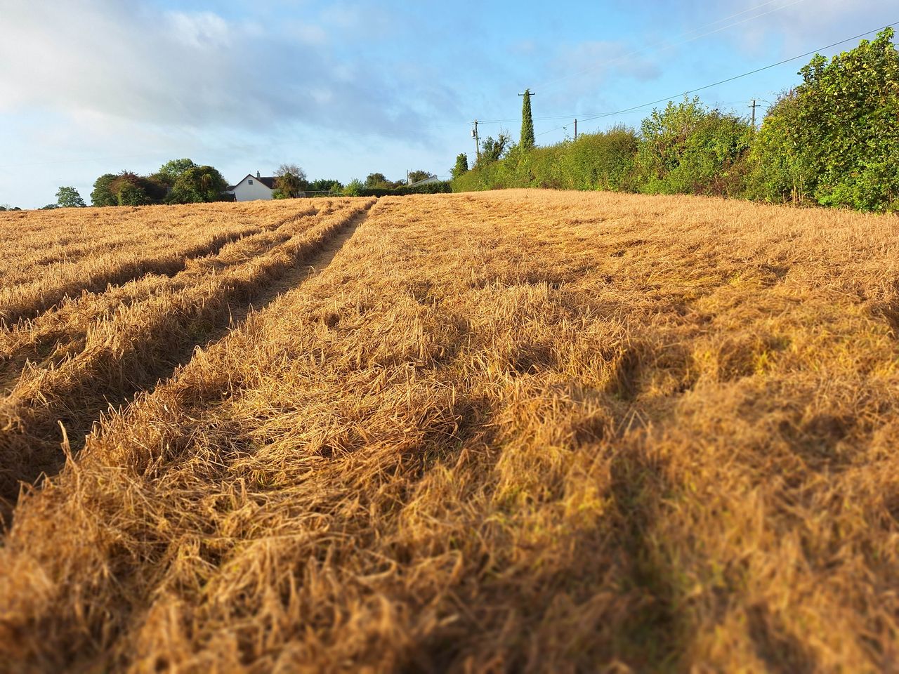 Spring barley crops in east Donegal starting to lie