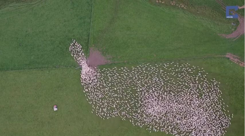 Video: Great footage of sheep herding in New Zealand