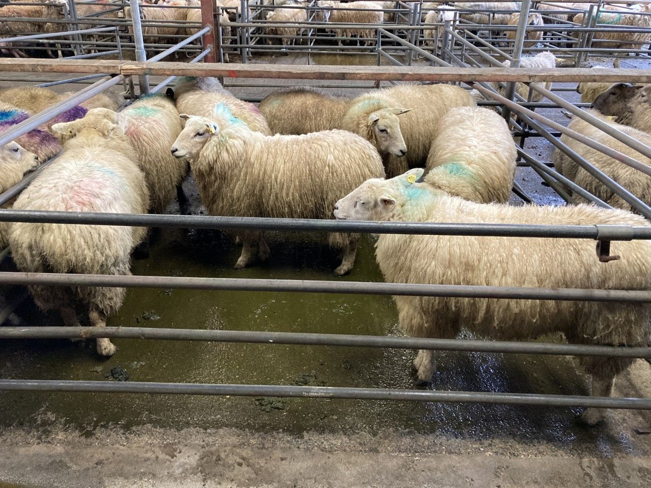 Shipments of Irish sheepmeat to the UK fall again