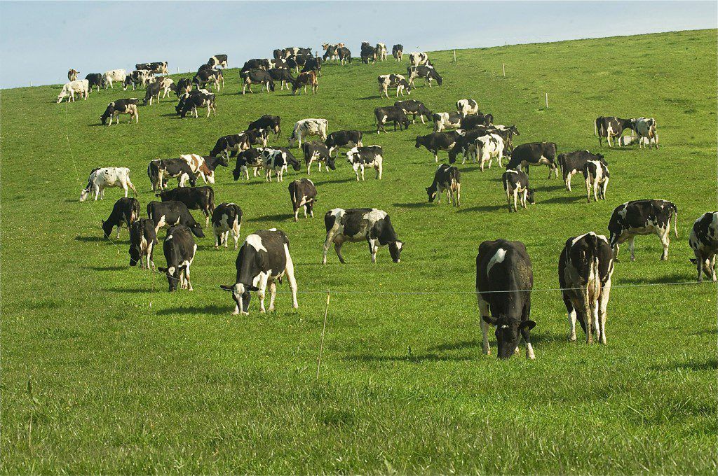 What will define a recovery in global dairy markets?