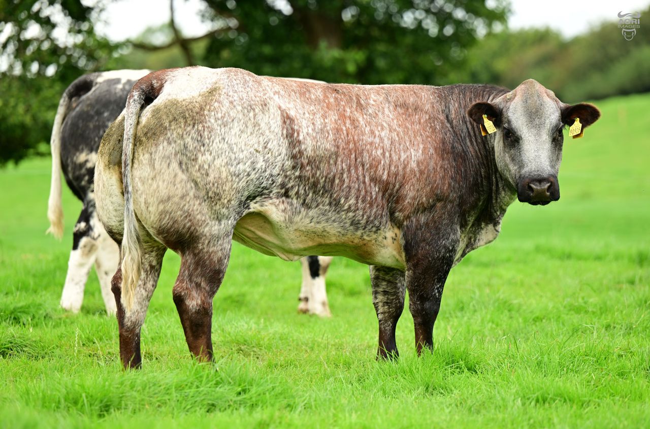 Victoria Farms timed auction and open day set for next weekend