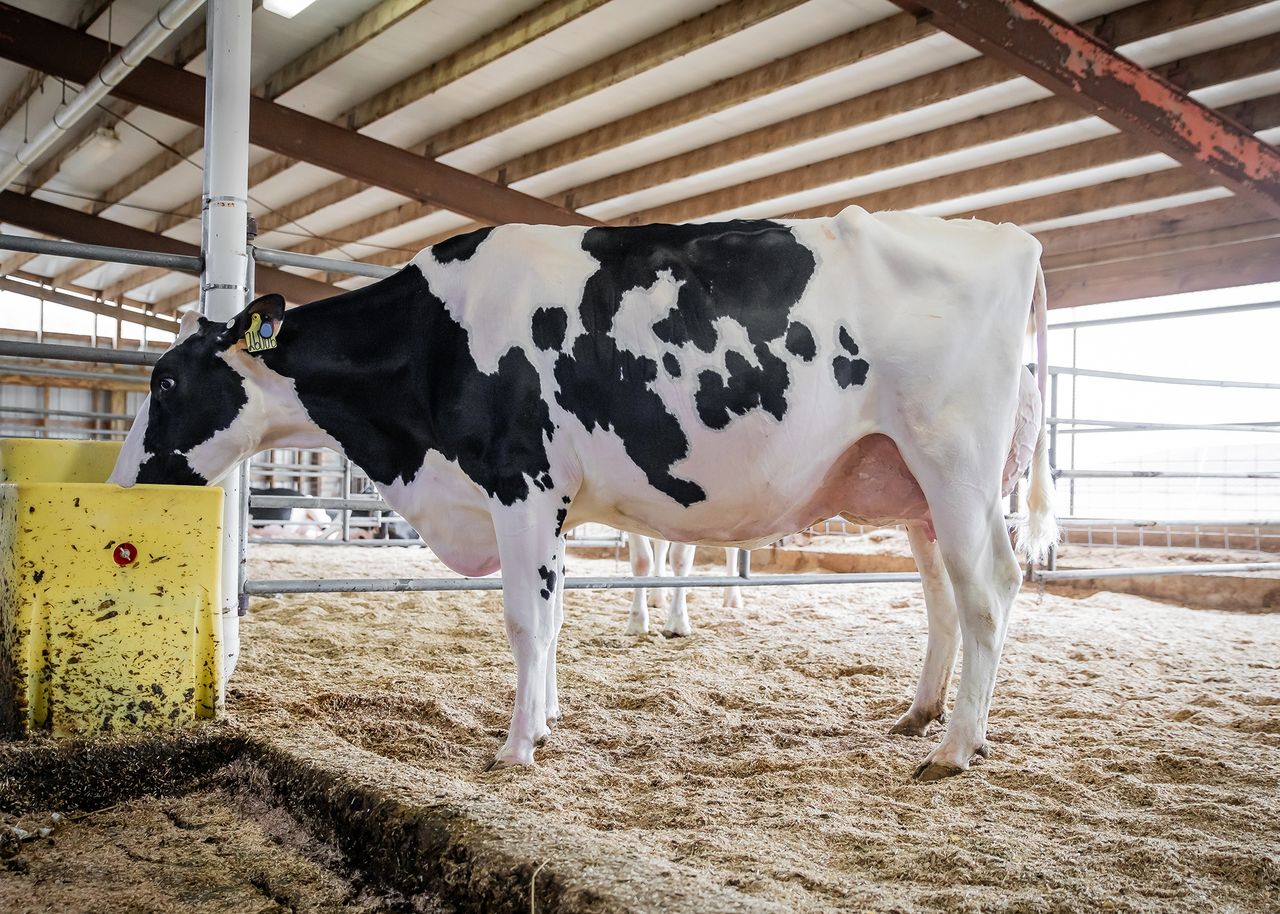 Autumn milk output reported to be on the rise in Northern Ireland    