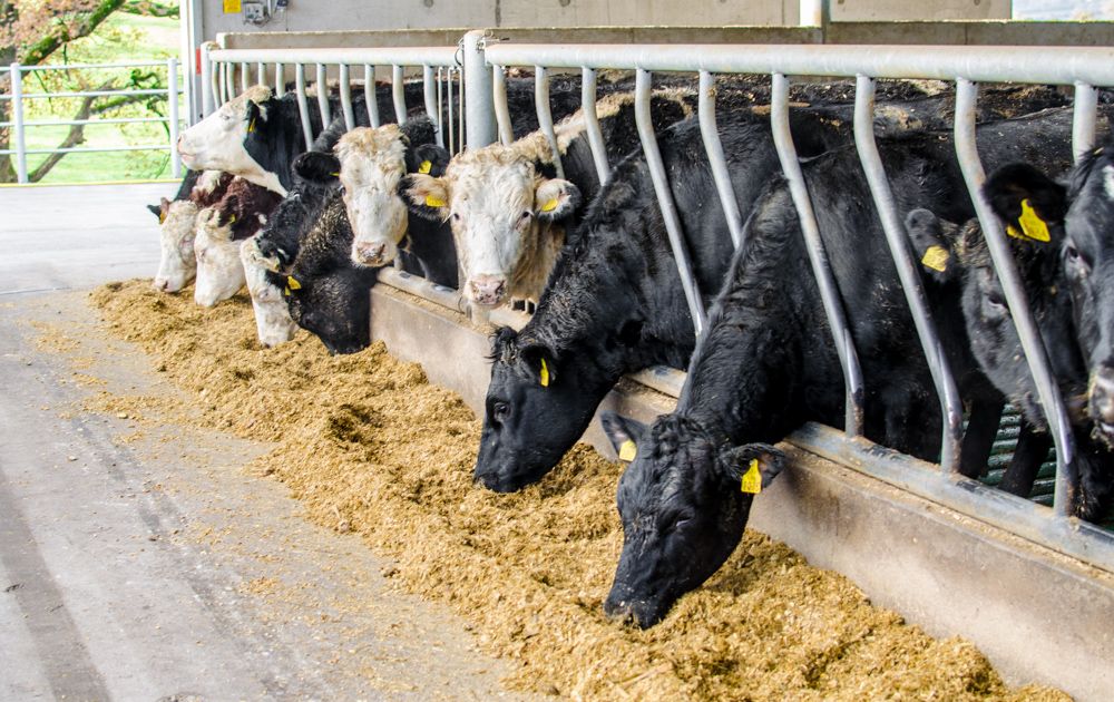 Expanding Irish beef production 'a highly risky strategy'