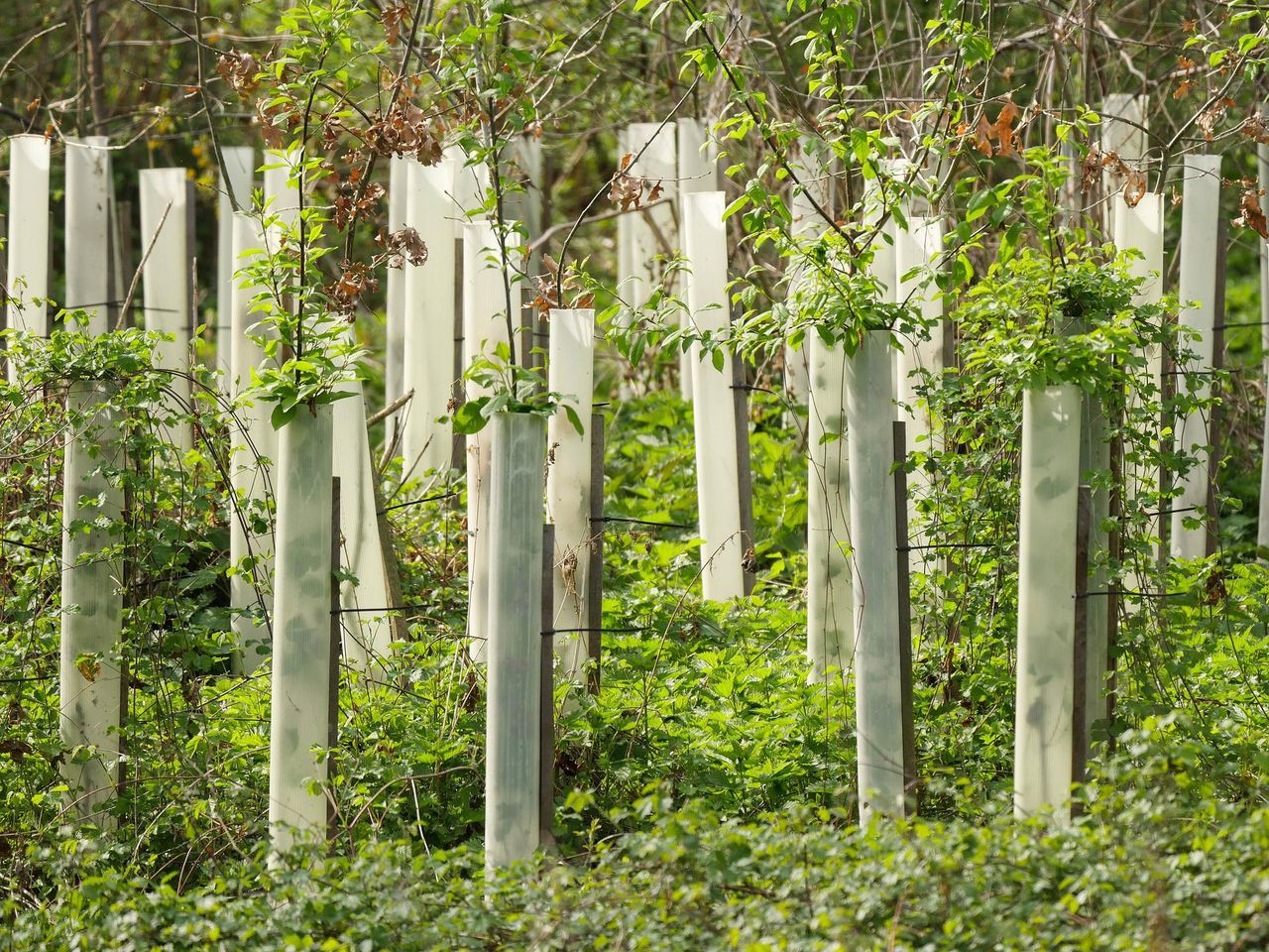 Afforestation of 18,000ha needed annually to reach climate targets