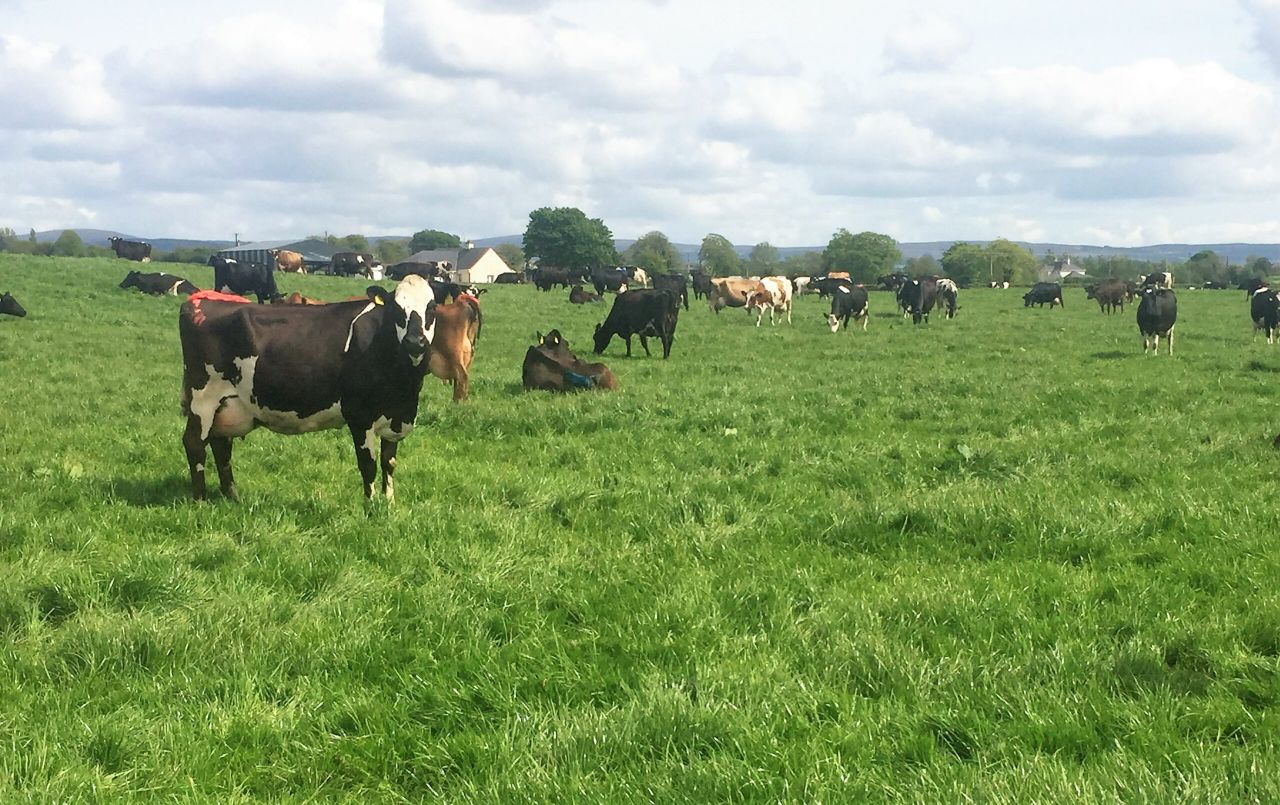 Dairy focus: Buying a farm and growing to 280 cows in Co. Offaly