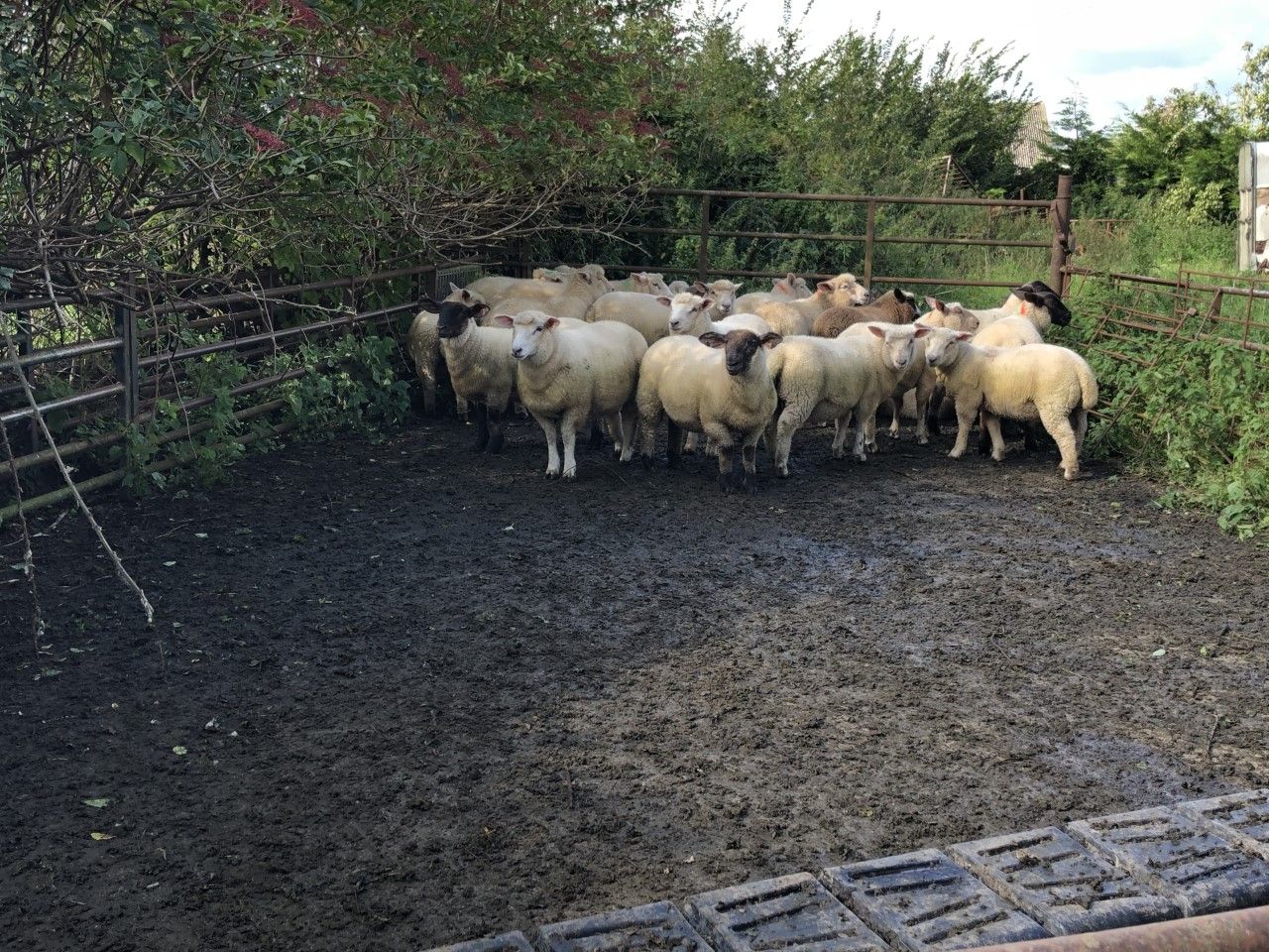 Tight supplies of spring lambs reflected in kill figures