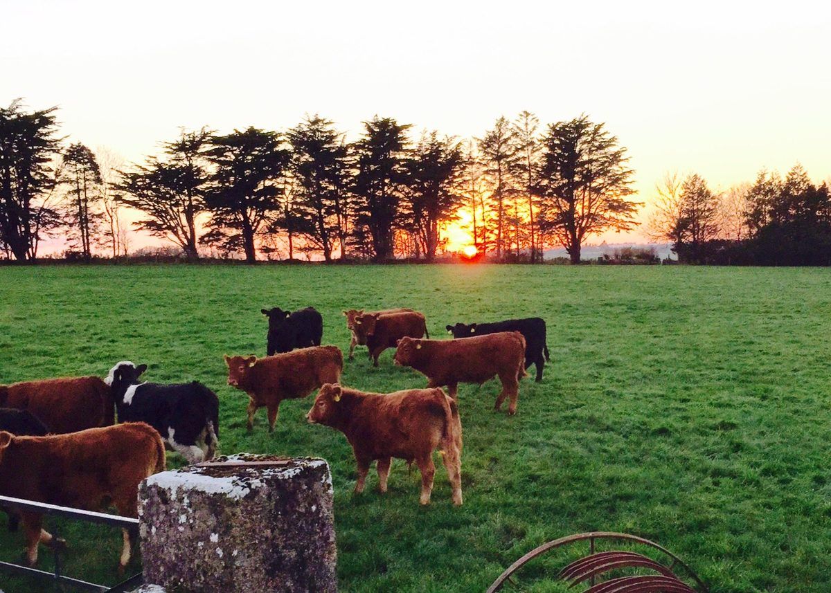 3,000 Irish bulls en route to Turkey