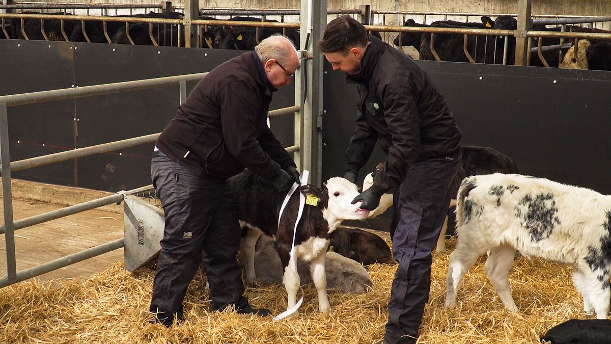 Video: How to weigh calves using a weigh-band and the correct weaning process