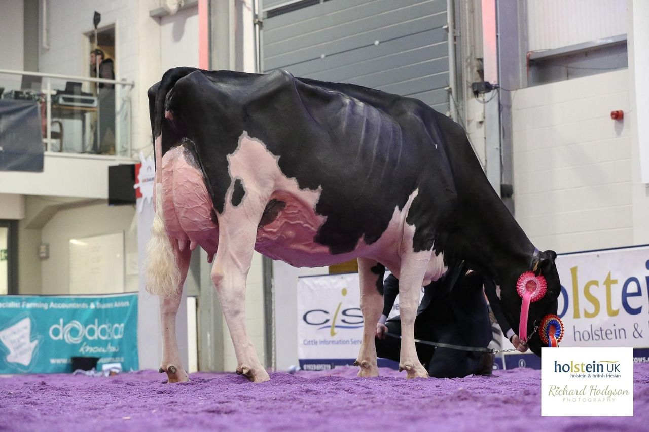Walnutlawn Sidekick daughter claims top prize at UK Dairy Expo