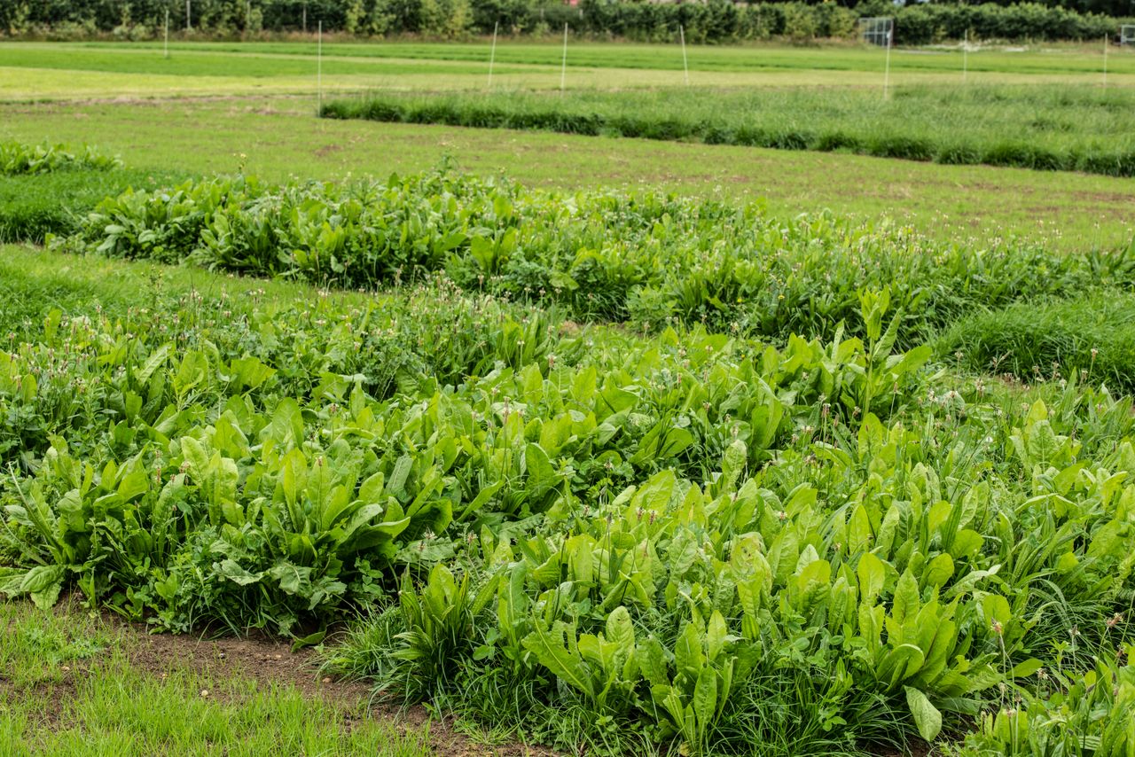 Research trial: Extra 100kg N/ha only yielded 1t DM/ha per year
