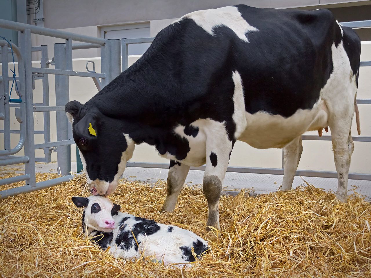 Managing displaced abomasums this spring