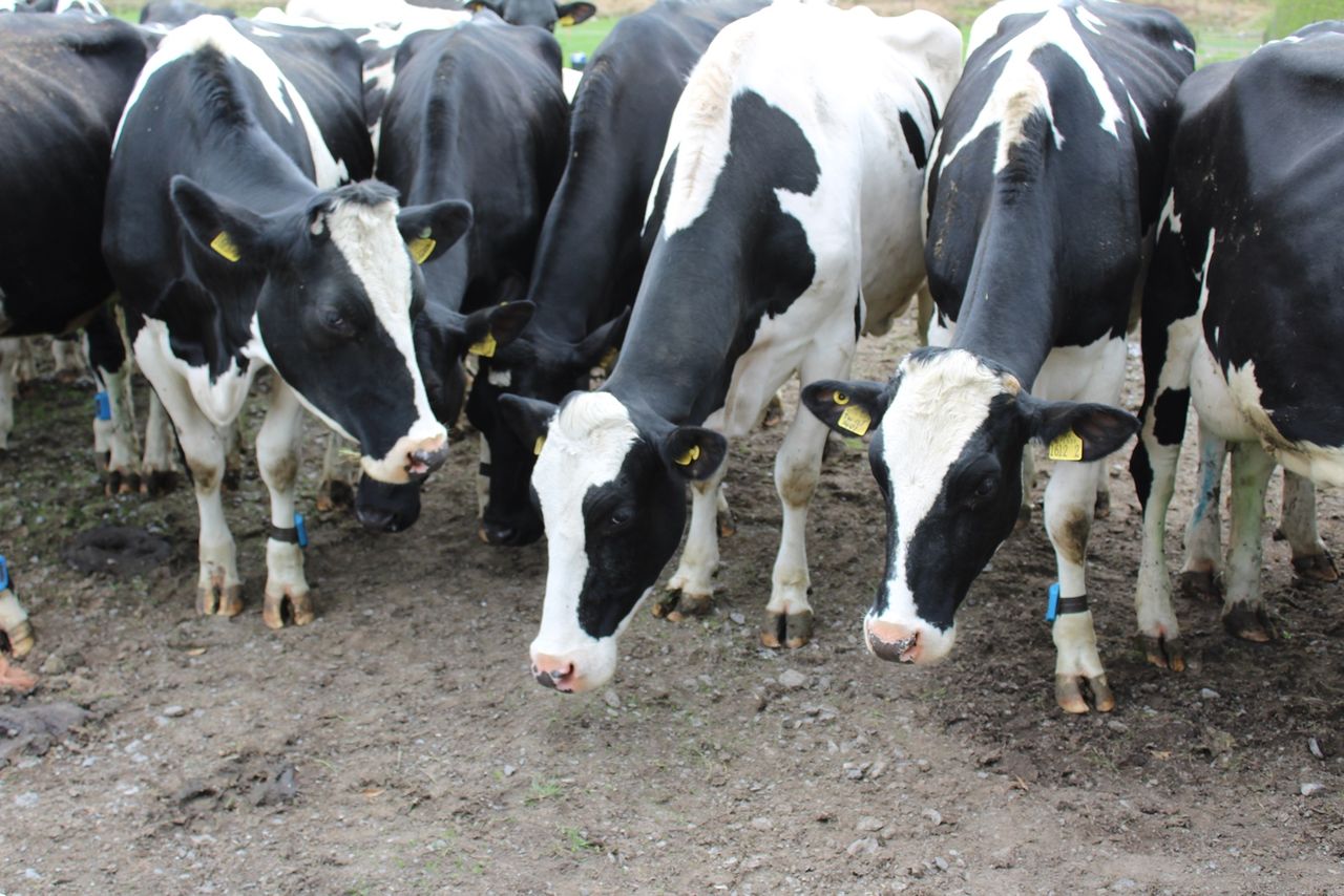 Conference: There is an 'ongoing need' for antibiotics within Irish farming