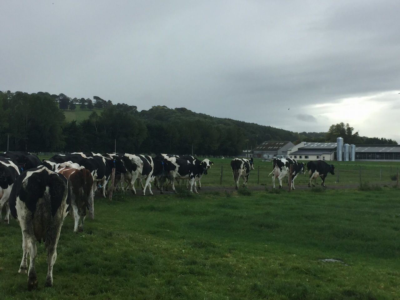 Robotic milking: What's more important time or money?