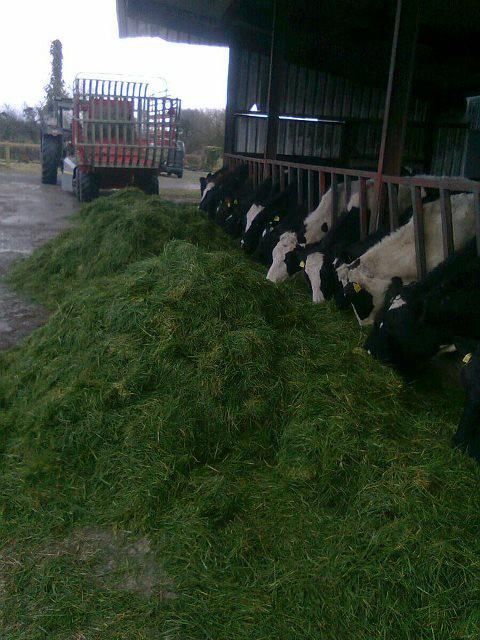 How to utilise the zero-grazing system - Teagasc