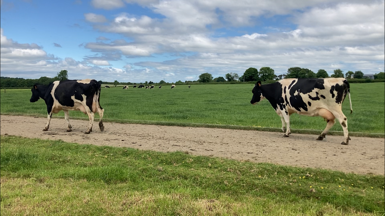 'Good grassland management equals successful cow traffic'