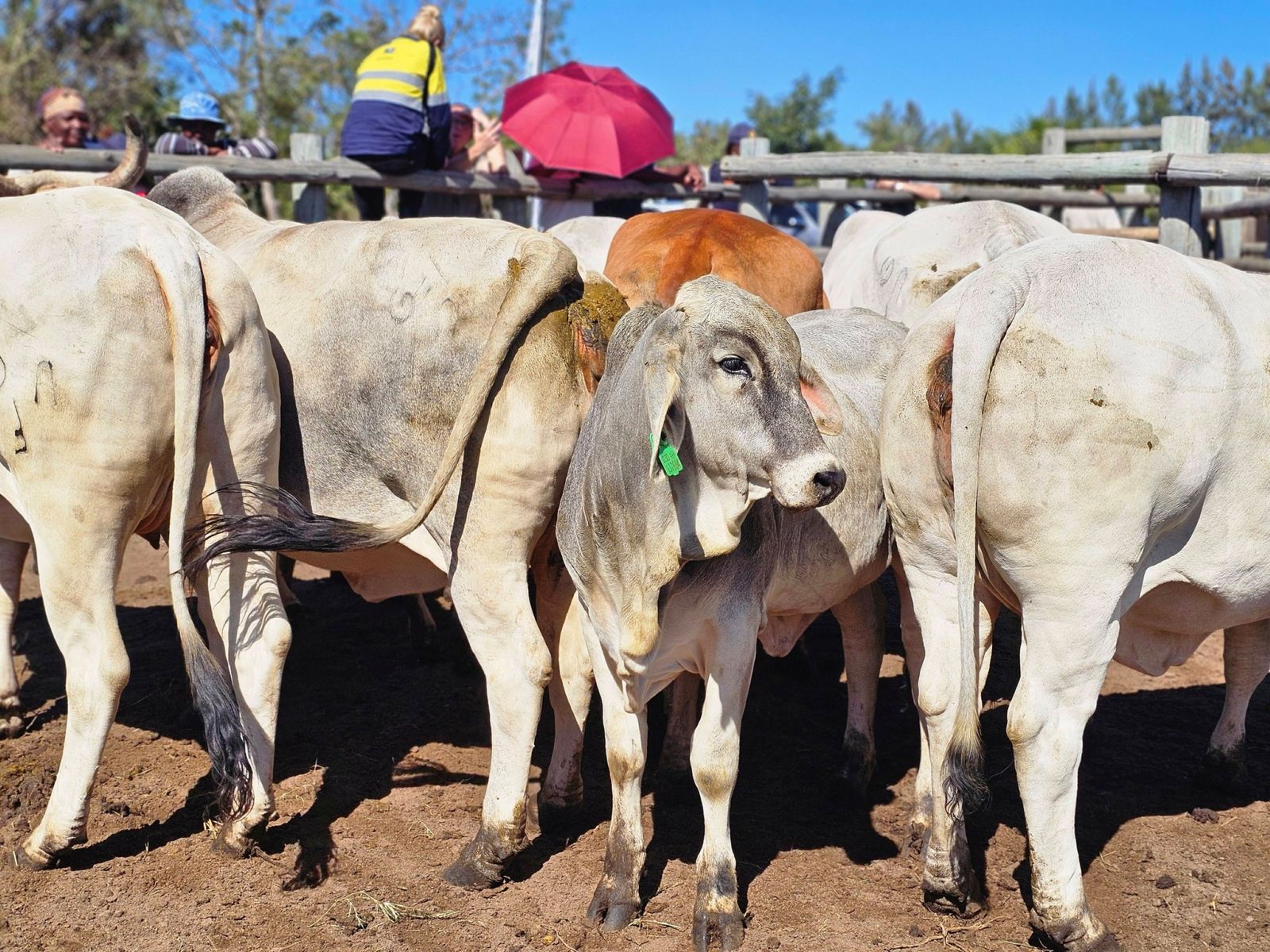 South Africa FMD crisis escalates as cows reinfected after vaccination ...