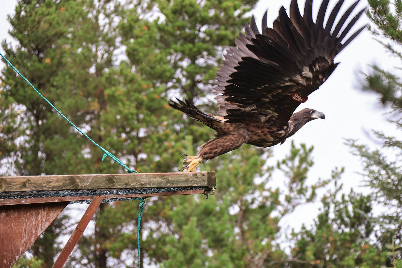 White-tailed eagles successfully reintroduced to wild in Co. Kerry