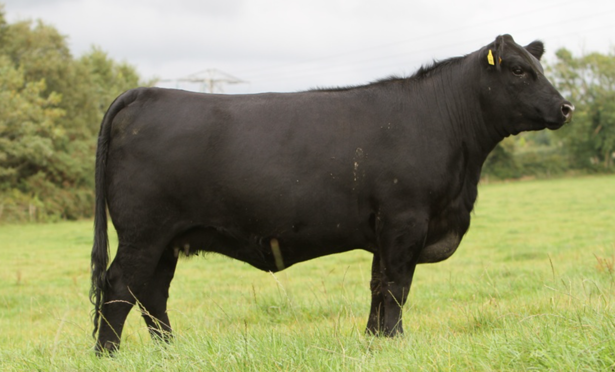 55 Angus set for 'genetic excellence' sale in Thurles