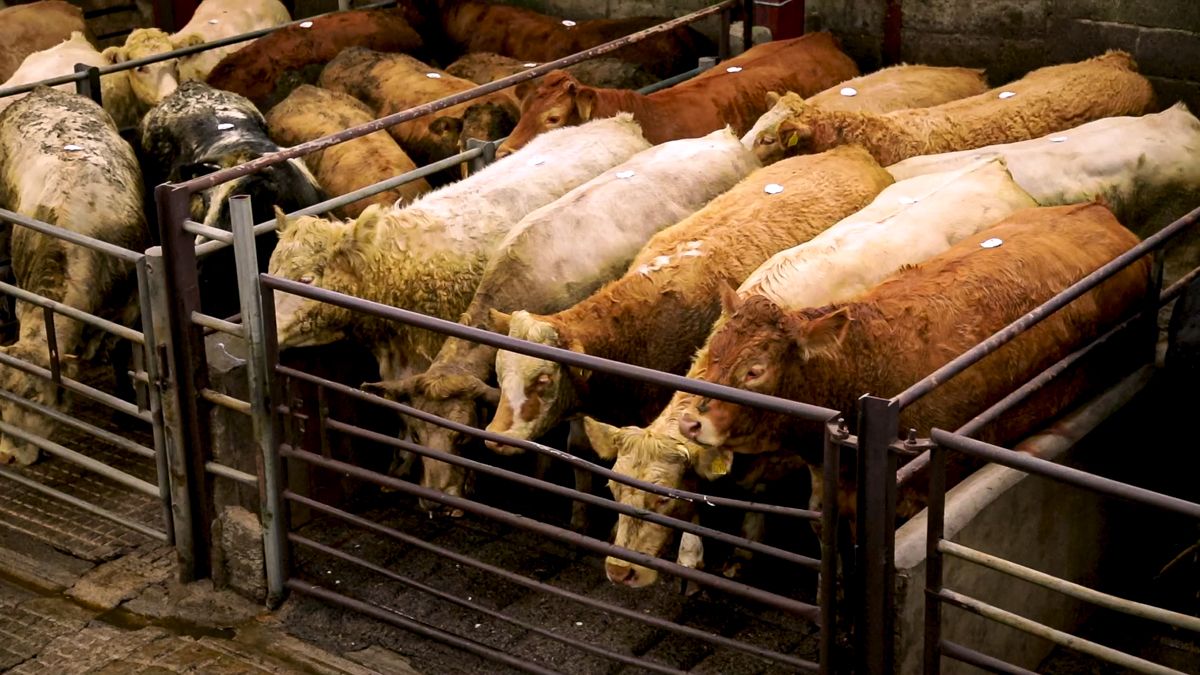 Number of cattle in Ireland varies by over 1m head/year