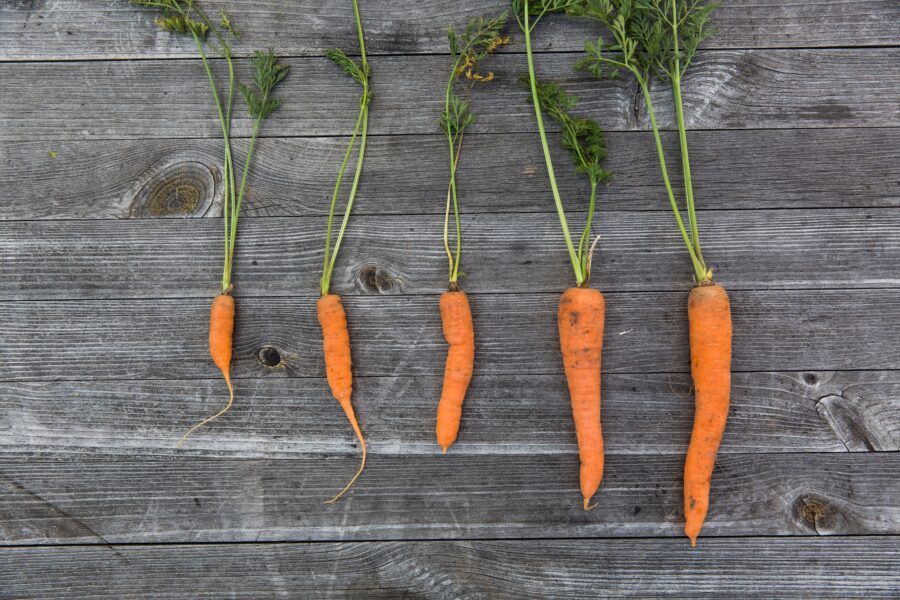 Supplement producers are going to 'lose out' amid carrot research