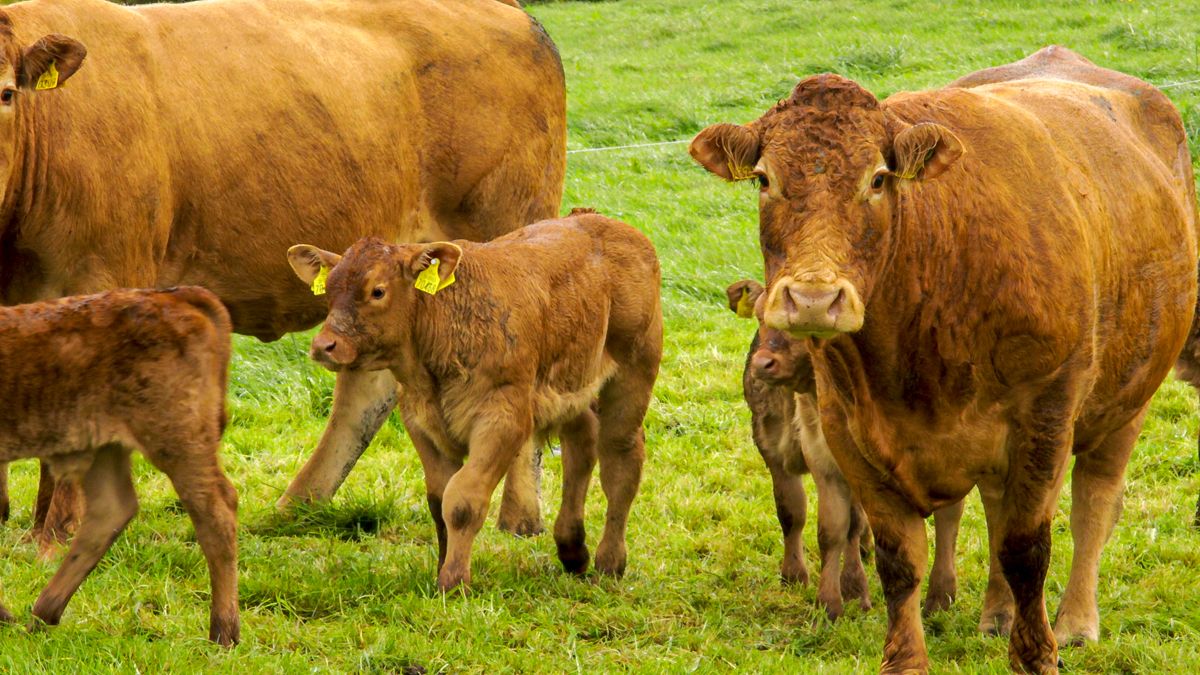 Suckler farmers' 2019 income witnesses an 11% increase - National Farm Survey