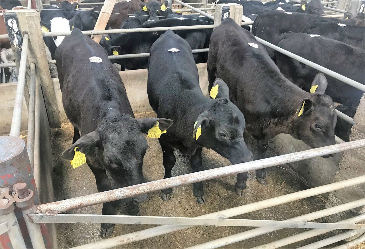 Calf trade: Prices for aged calves holding steady