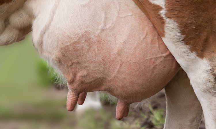 Dairy management: How to ensure a smooth drying-off period