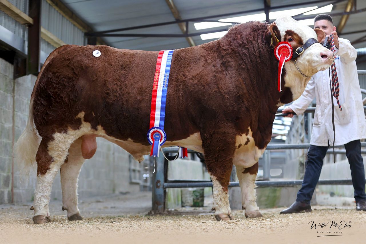 Simmental Premier Show and Sale set for Roscommon this Saturday