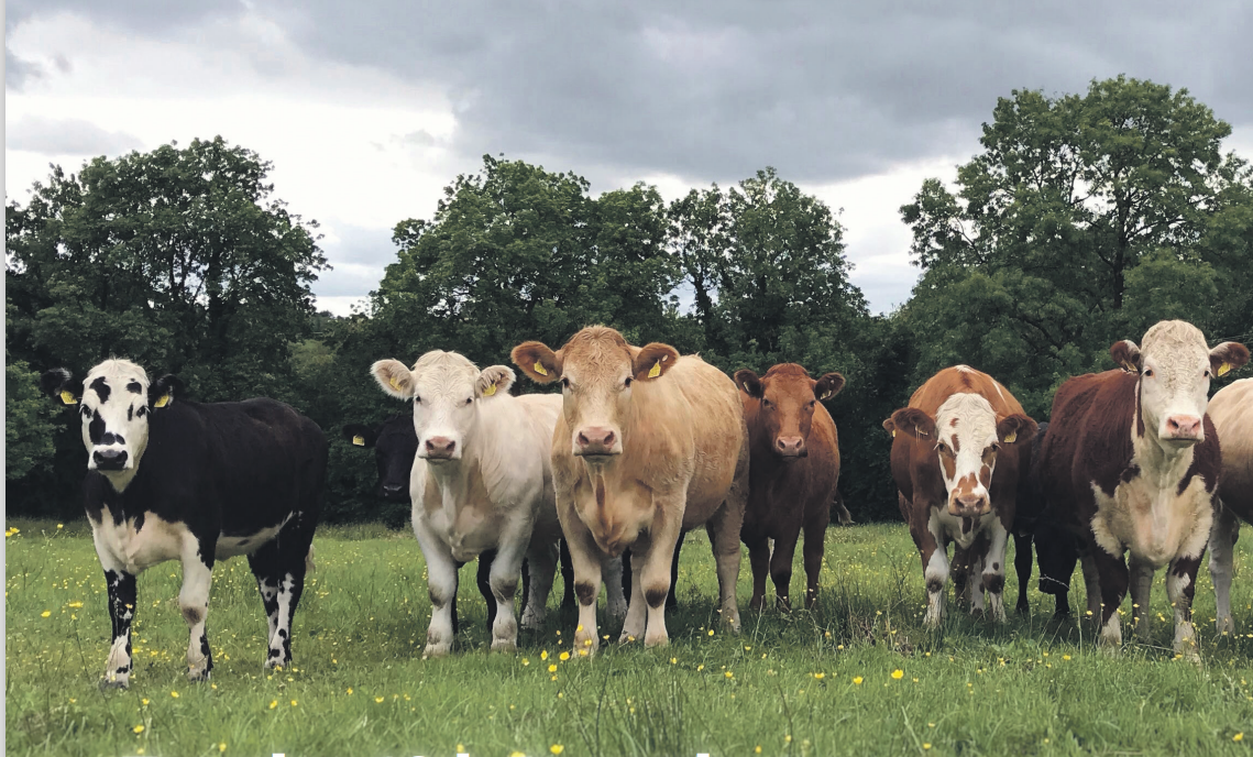 Reminder: Teagasc National Beef Conference this evening