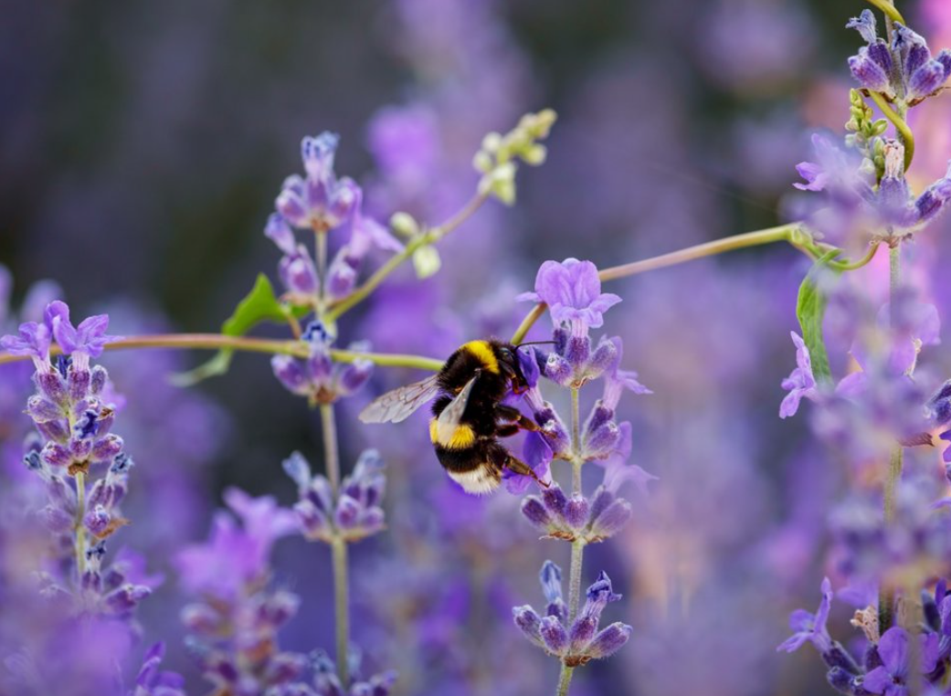 An Taisce organic farming project 'exceeds expectations'