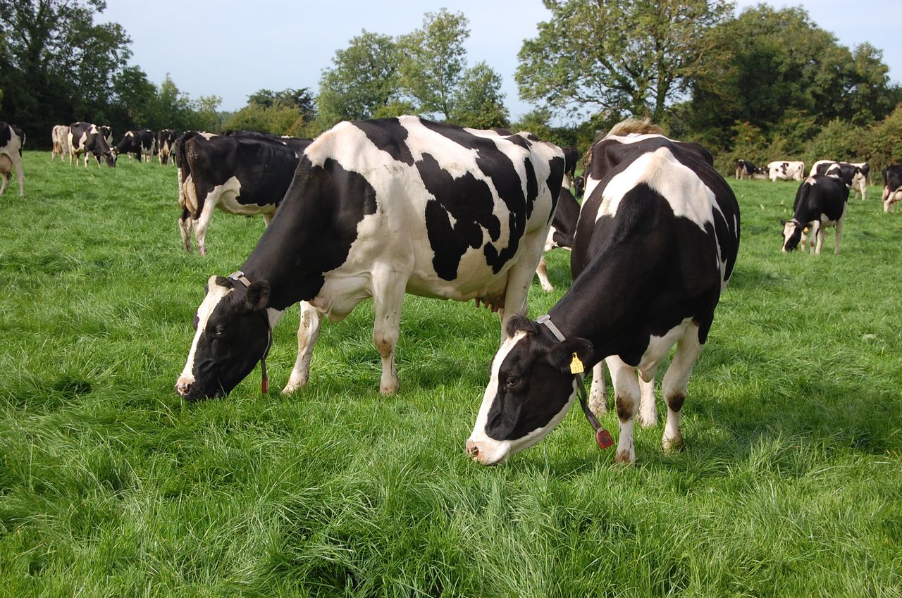 Breeding season: Determining its success
