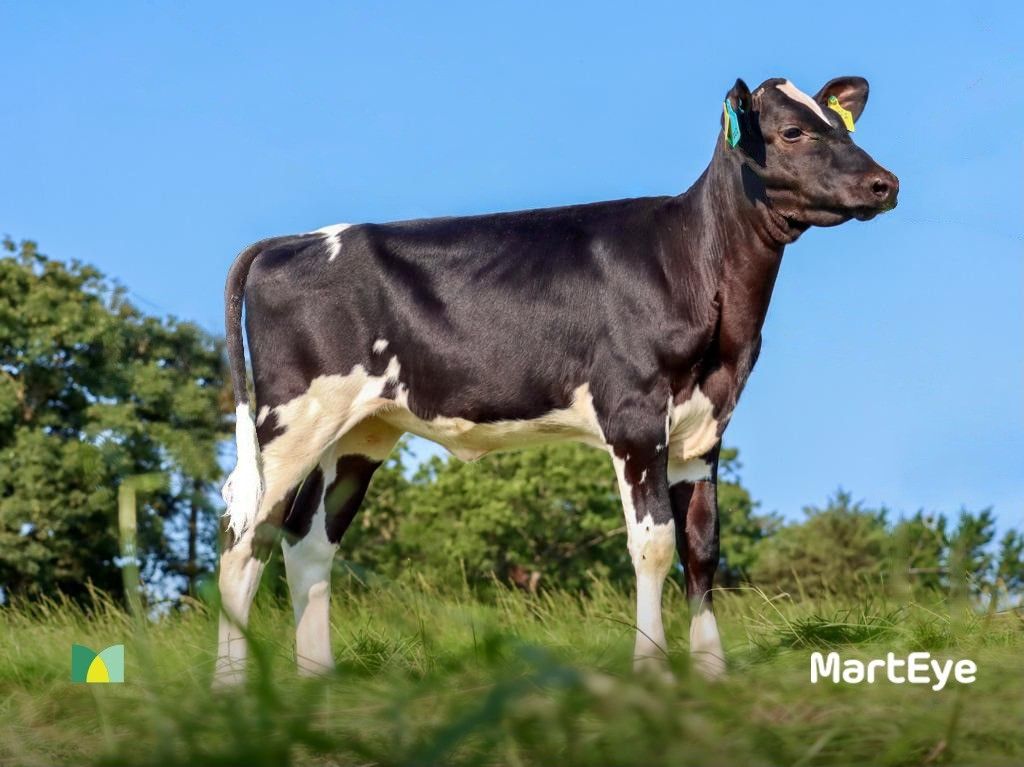 Video: 3-month old Holstein heifer sells for over €49,000