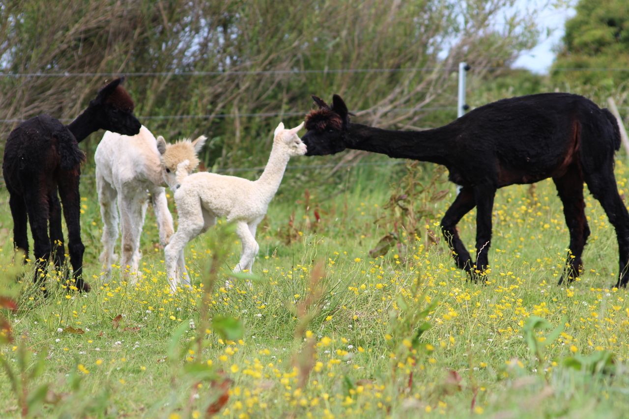 Meet the couple who downsized...to an alpaca farm