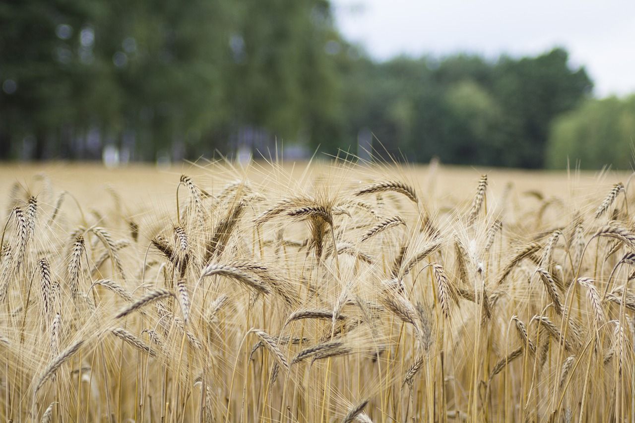 Report: 60% of global population worries about food safety