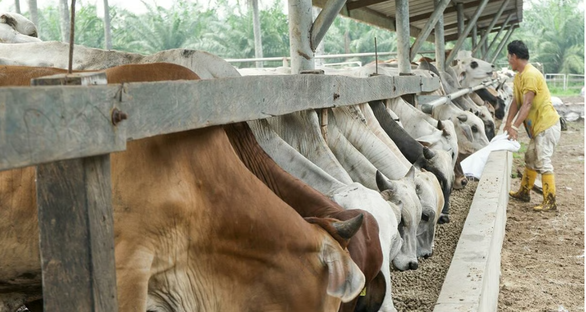 Over 400t of Mercosur beef imported to Ireland in 2025