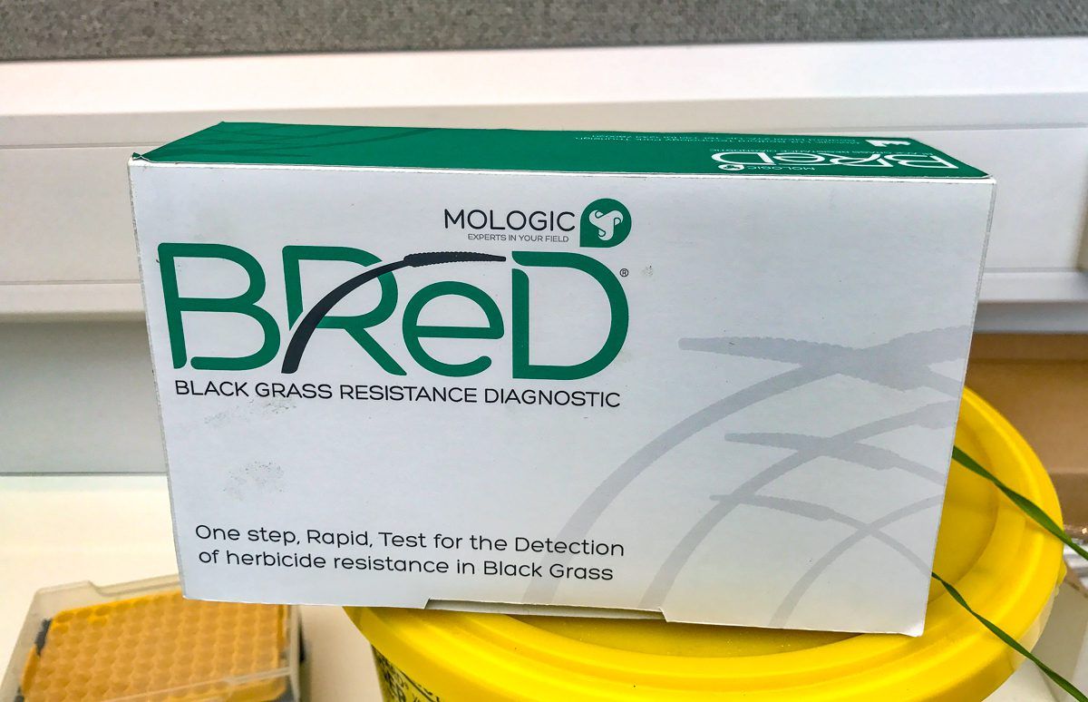 Pregnancy test for blackgrass...how does it work?