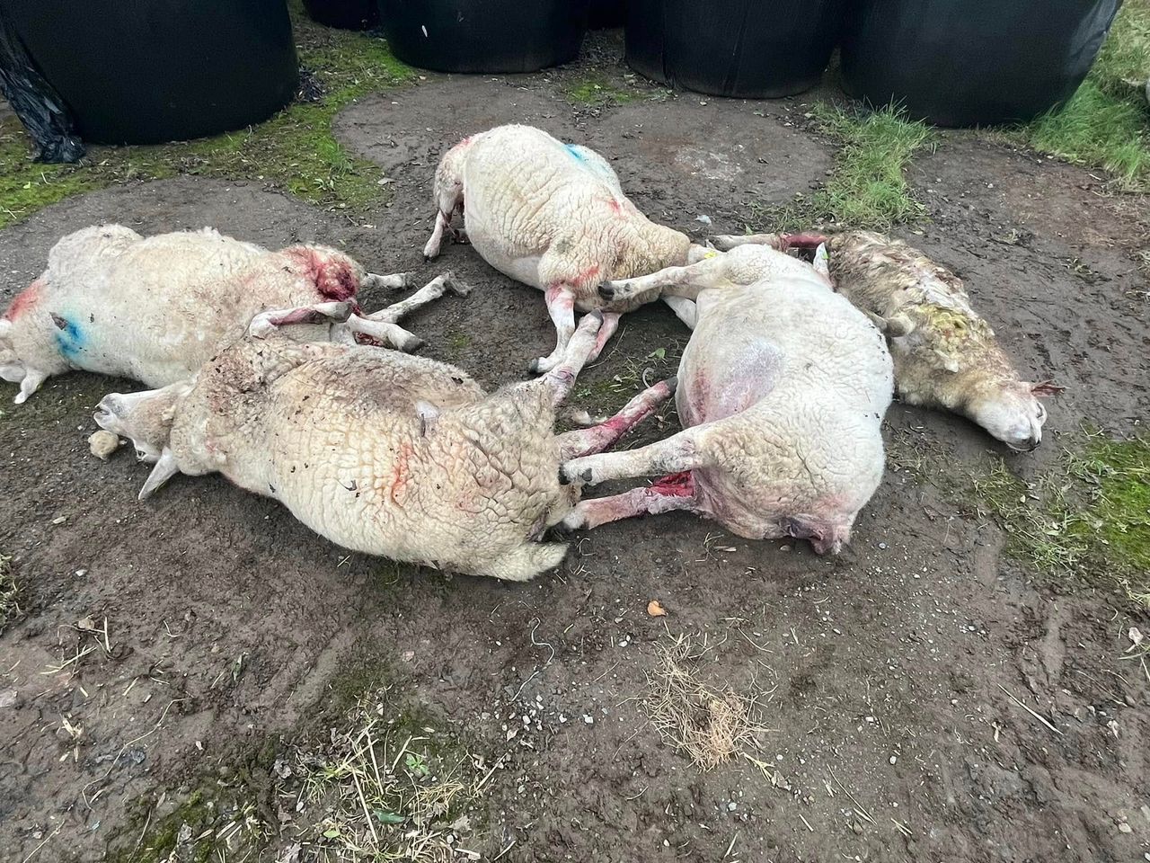 Graphic: Five sheep killed in Co. Monaghan dog attack