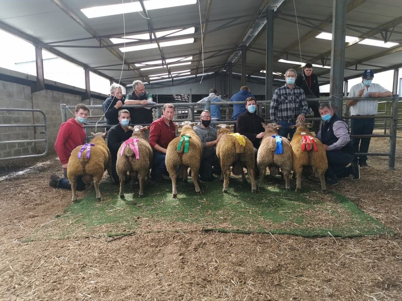 Cavan man tops the Irish Charollais Sheep sale in Roscommon on Saturday