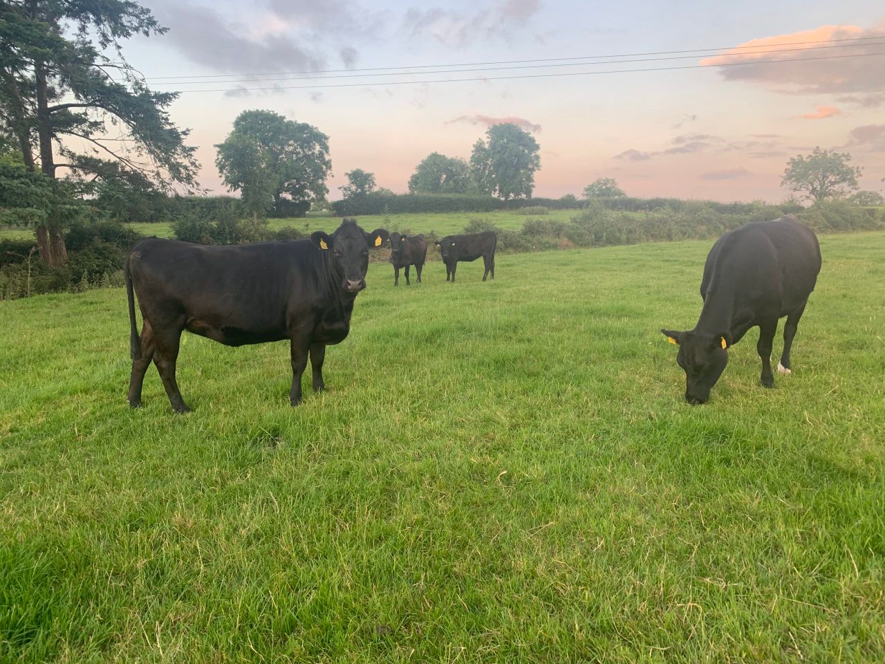 Potential for PGI beef bonus of over 40c/kg for farmers