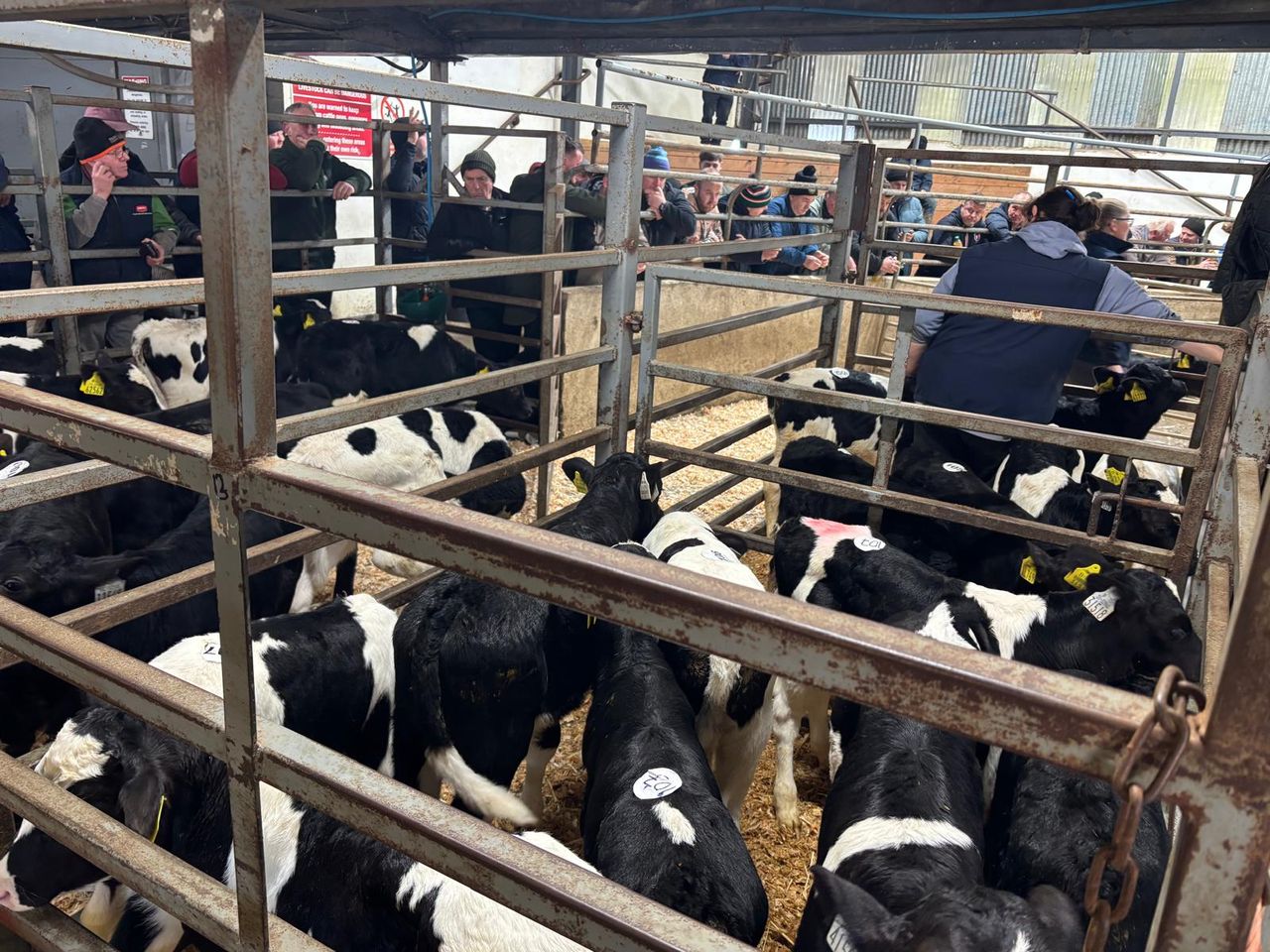 Gearing up for a busy calf sale season at Carnew Mart