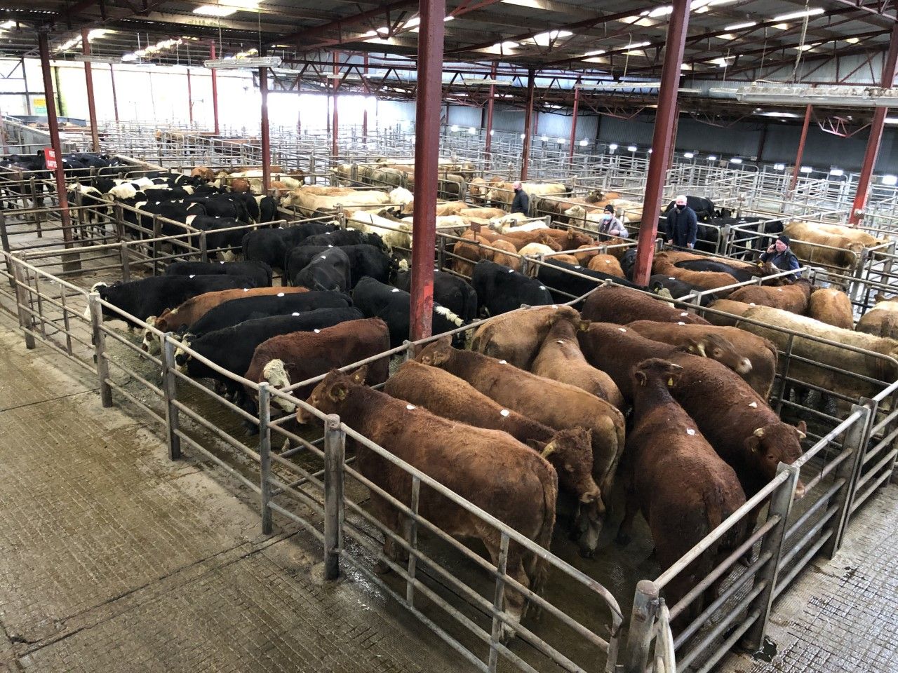 Pics from the mart: Strong demand for dry cows at Athenry Mart