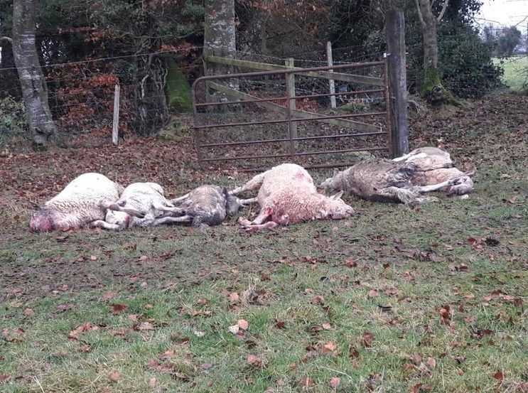 Dog attack: 'Unbelievably distressing to find dead or dying ewes'