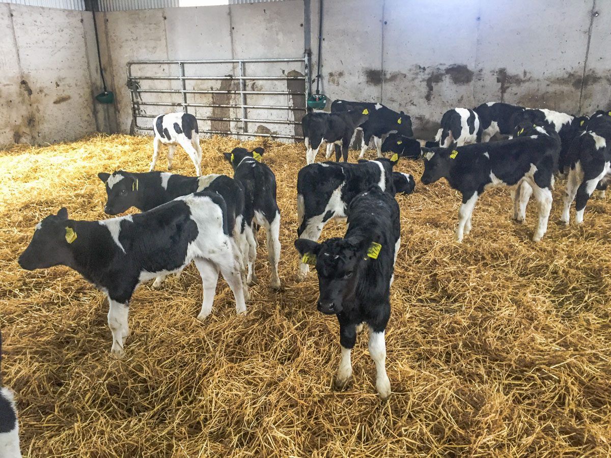 'Dairy calves are coming down the track regardless of what we do with sucklers'