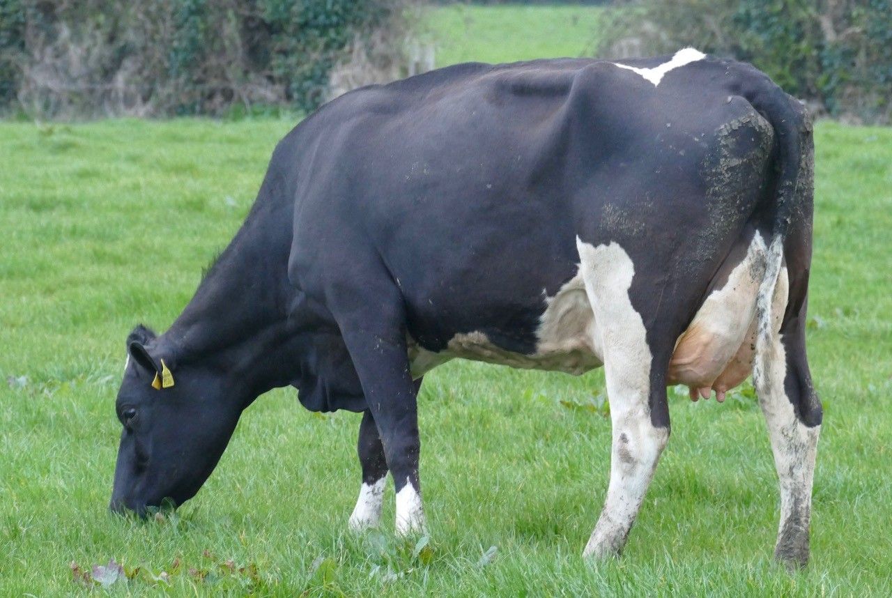 Prices reach 4,600gns at Richvale herd dispersal sale