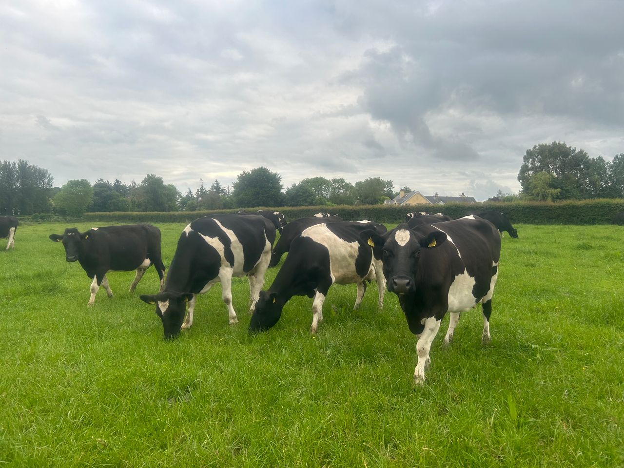 Dairy farmers urged to reduce bought in feed and focus on grass to boost profits