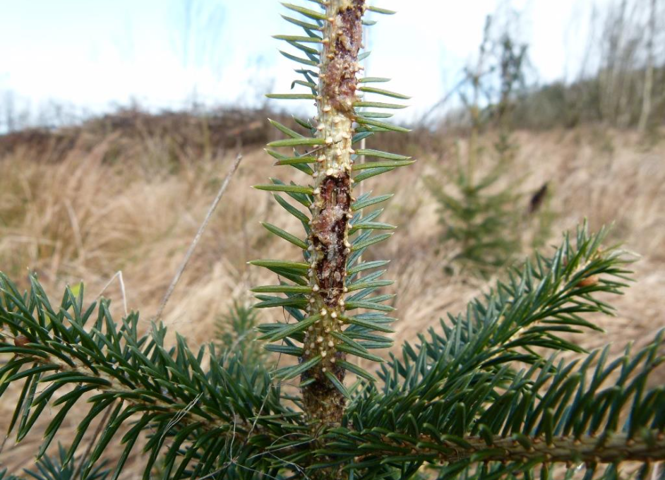 50% of young trees on untreated sites killed by pine weevil