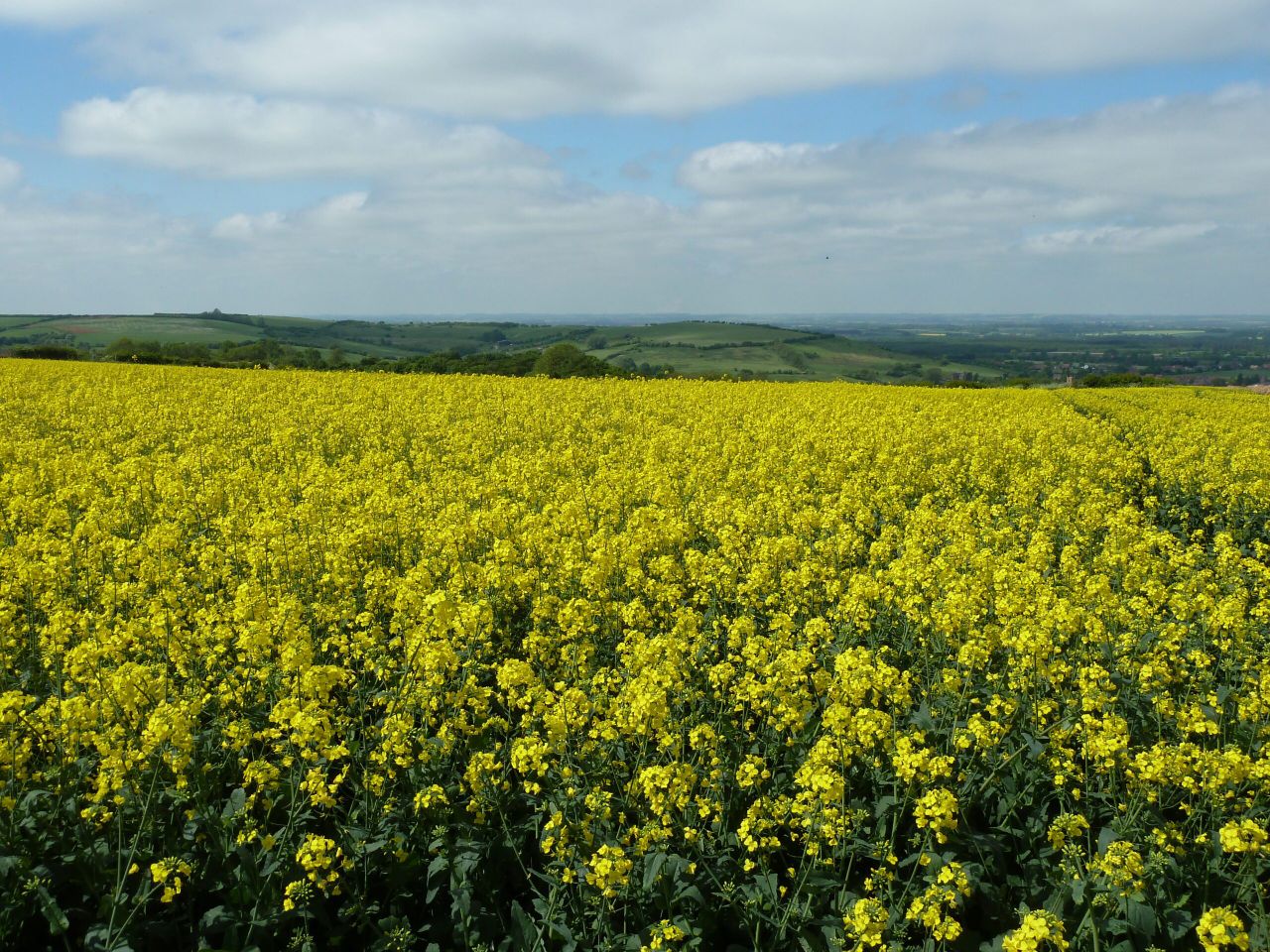 Winter OSR crops – time to check their GAI