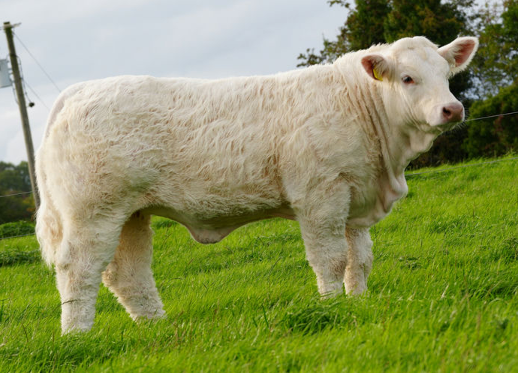 Over €13k for maiden heifer at 'Goldstar' Charolais sale