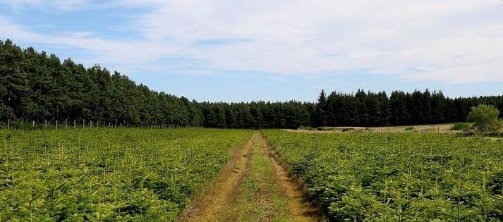 Love Christmas? Here's your chance to buy a Christmas tree farm